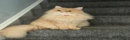 Mixed Breed cats for sale: Beautiful Maine Coon x Ragdoll Cat - Advert 1