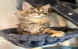 Maine Coon cats for sale: *READY* Stunning Tica Maine Coons - Image 24