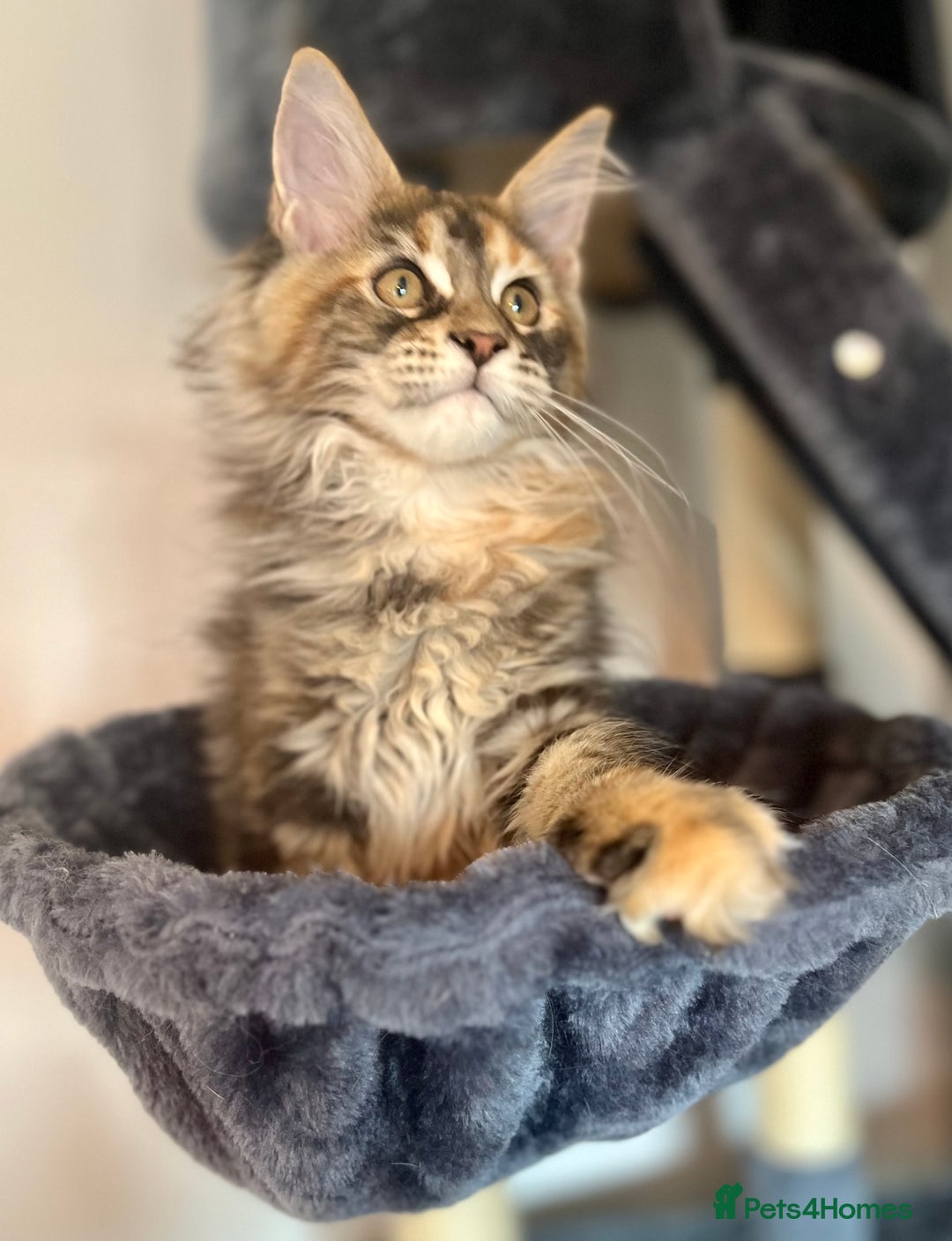 Maine Coon cats for sale: *READY* Stunning Tica Maine Coons - Image 24
