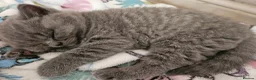 British Shorthair cats for sale: Champion lines British Shorthair kittens  - Advert 6