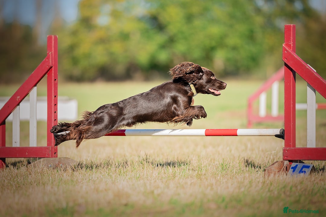 Cocker Spaniel dogs for stud: Working cocker at studs in Ashford - Image 8