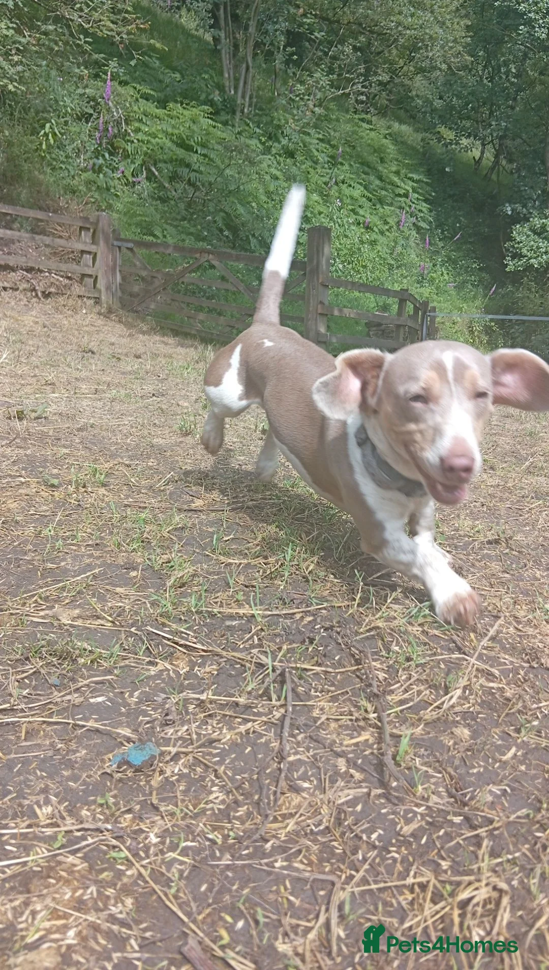 Dachshund dogs for stud: ISABELLA DAPPLED CHEAP STYD in Bradford - Advert 2