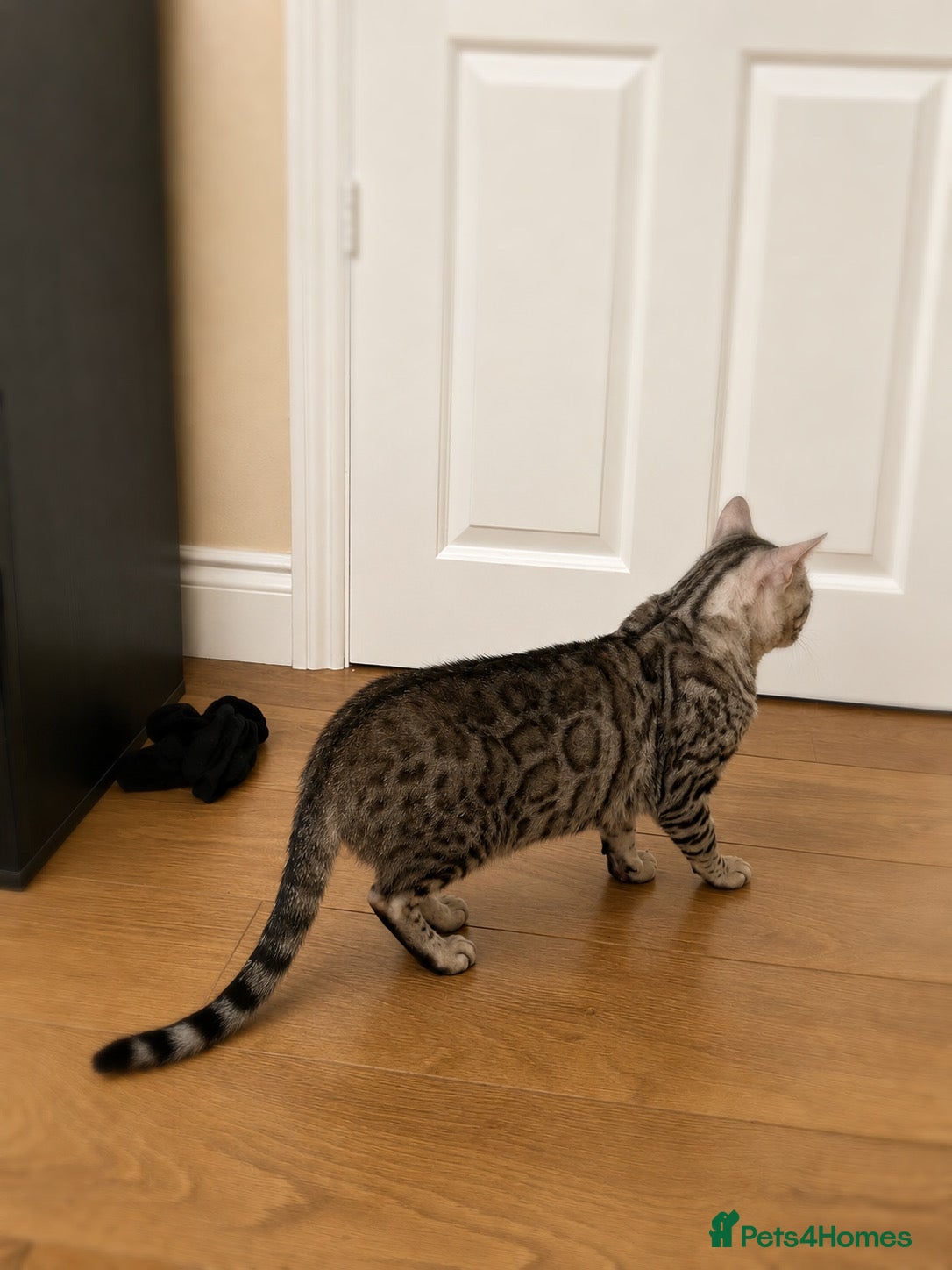 Bengal cats for sale: Pedigree G6 Bengal Cat in Leeds - Advert 6