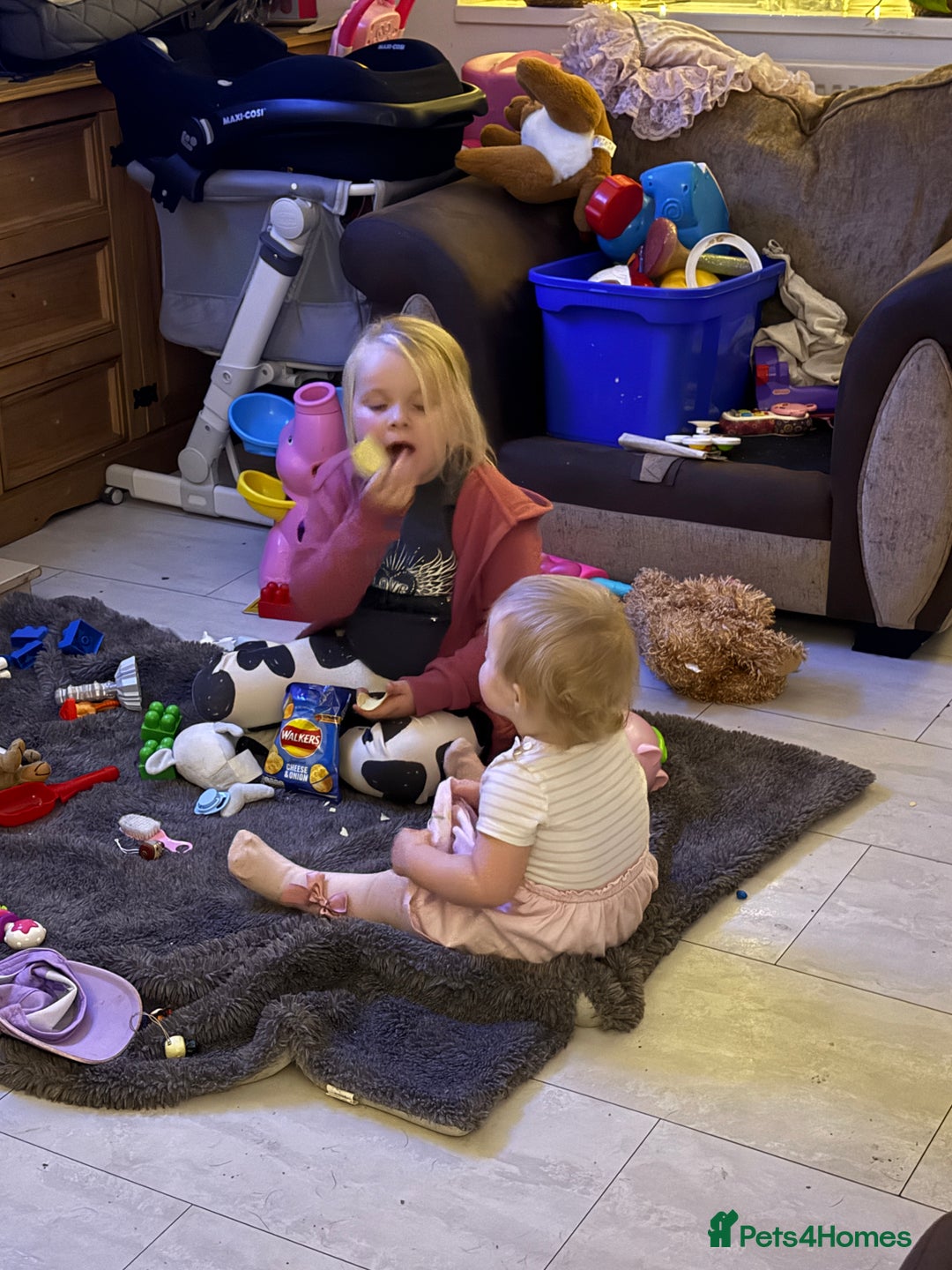 Labrador Retriever dogs for sale: Labrador puppies ready to go now Last pup left  - Advert 6