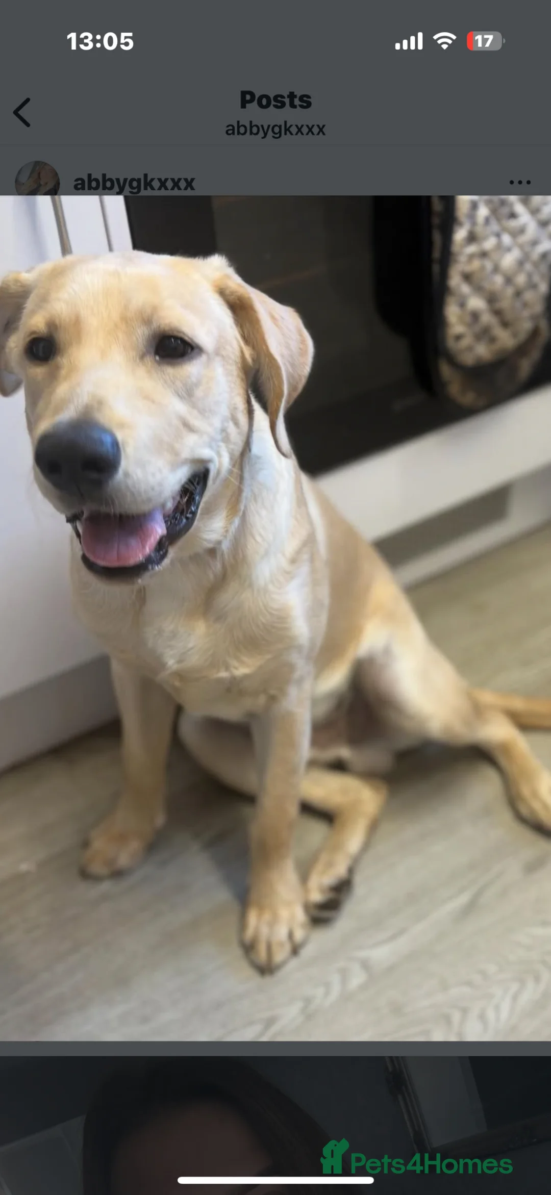 Labrador Retriever dogs for sale: Rory  in Bridlington - Advert 6