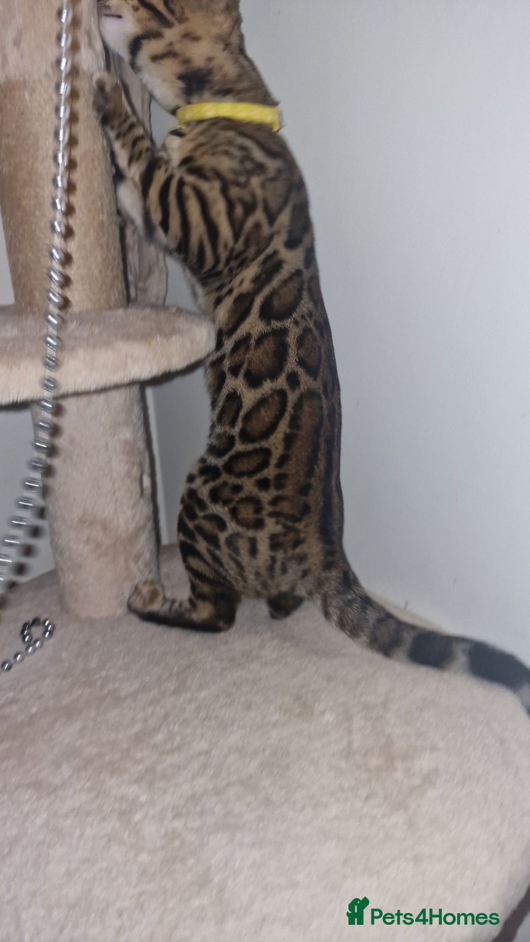 Bengal cats for sale:  🌟 Stunning Bengal Kittens  🌟 🥰🥰 - Advert 9