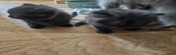 Persian cats for sale: Persian x kittens £250 2 girls left - Advert 3