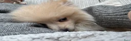 Pomeranian dogs for sale: Pomeranian males looking for there forever home  - Advert 4
