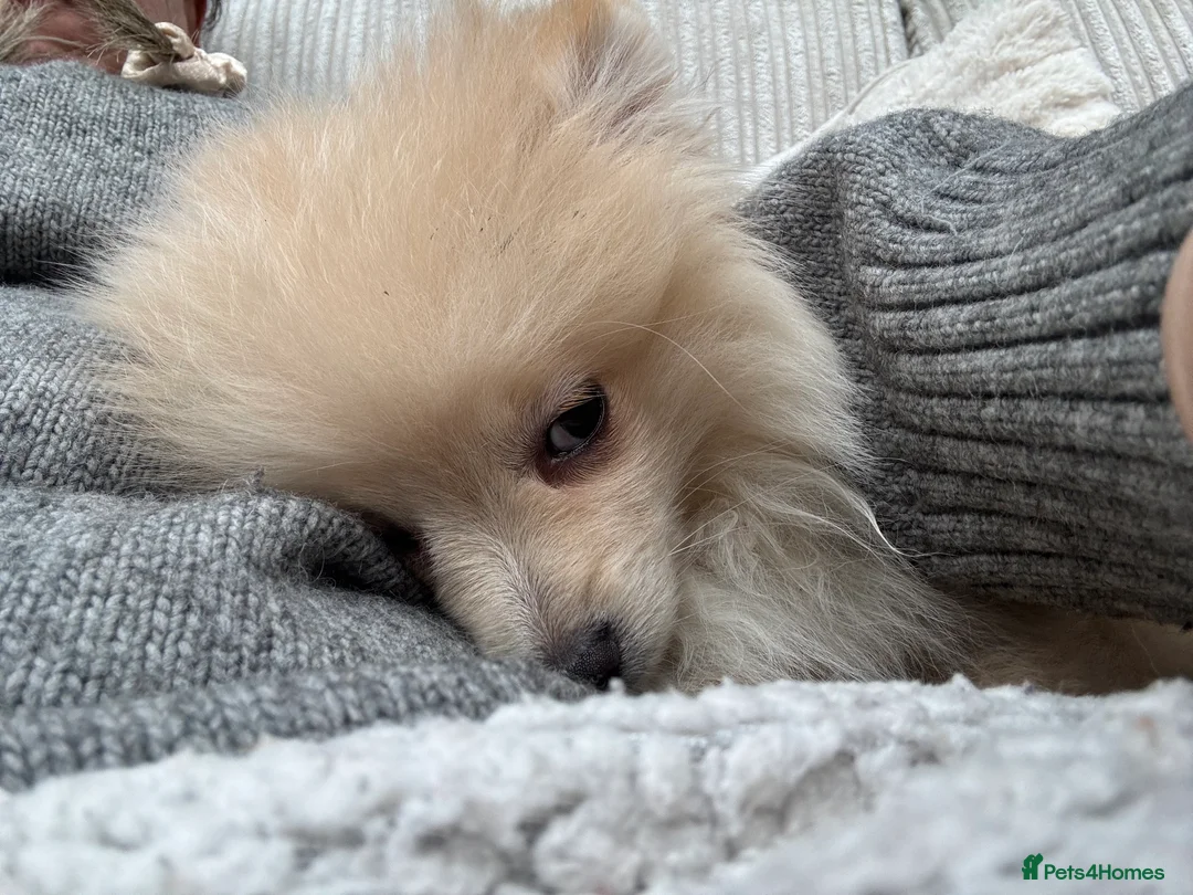 Pomeranian dogs for sale: Pomeranian males looking for there forever home  - Advert 4