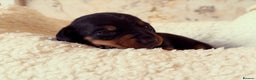 Miniature Dachshund dogs for sale: Miniature Dachshund  - Advert 7