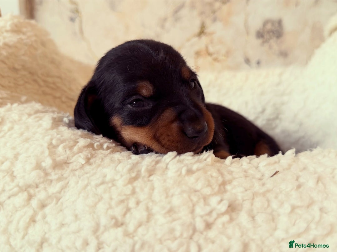 Miniature Dachshund dogs for sale: Miniature Dachshund  - Advert 7