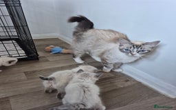 Ragdoll cats for sale: Seal and lynx point mitted kittens - Image 7