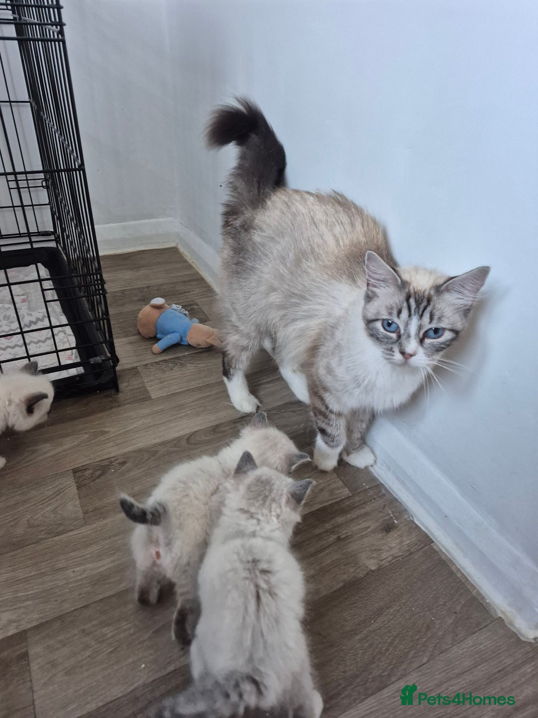 Ragdoll cats for sale: Seal and lynx point mitted kittens - Image 7