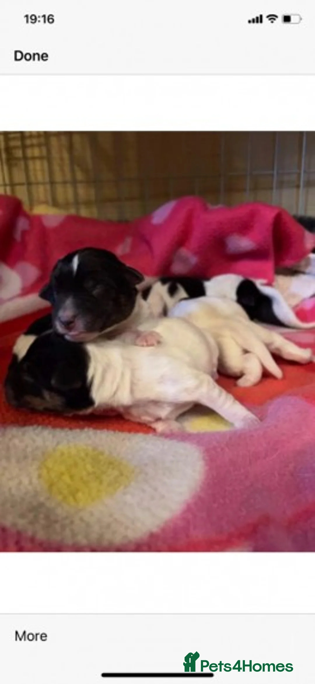 Jack Russell dogs for stud: Proven miniature Jack Russell stud in Winkleigh - Advert 9