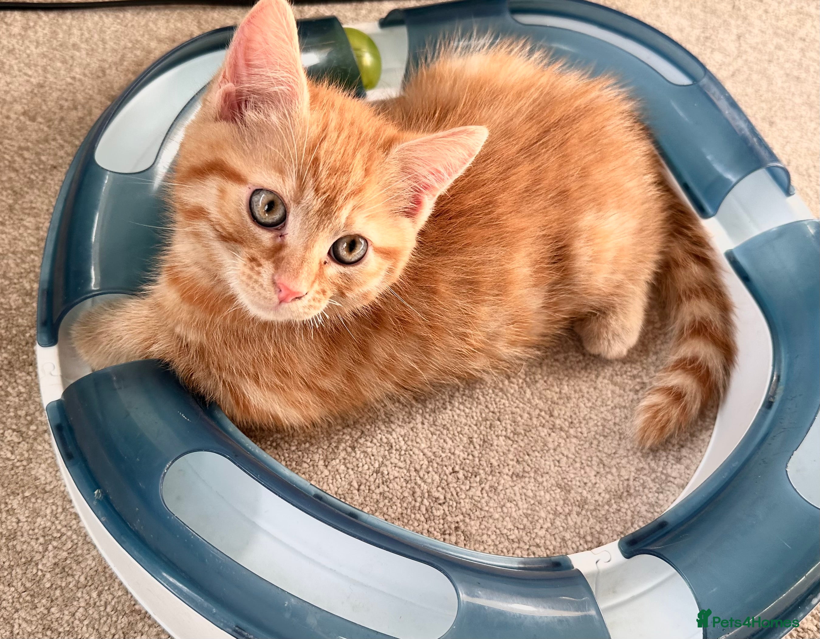 Mixed Breed cats Amiable ginger boys: Garfield and Timothy - Advert 1