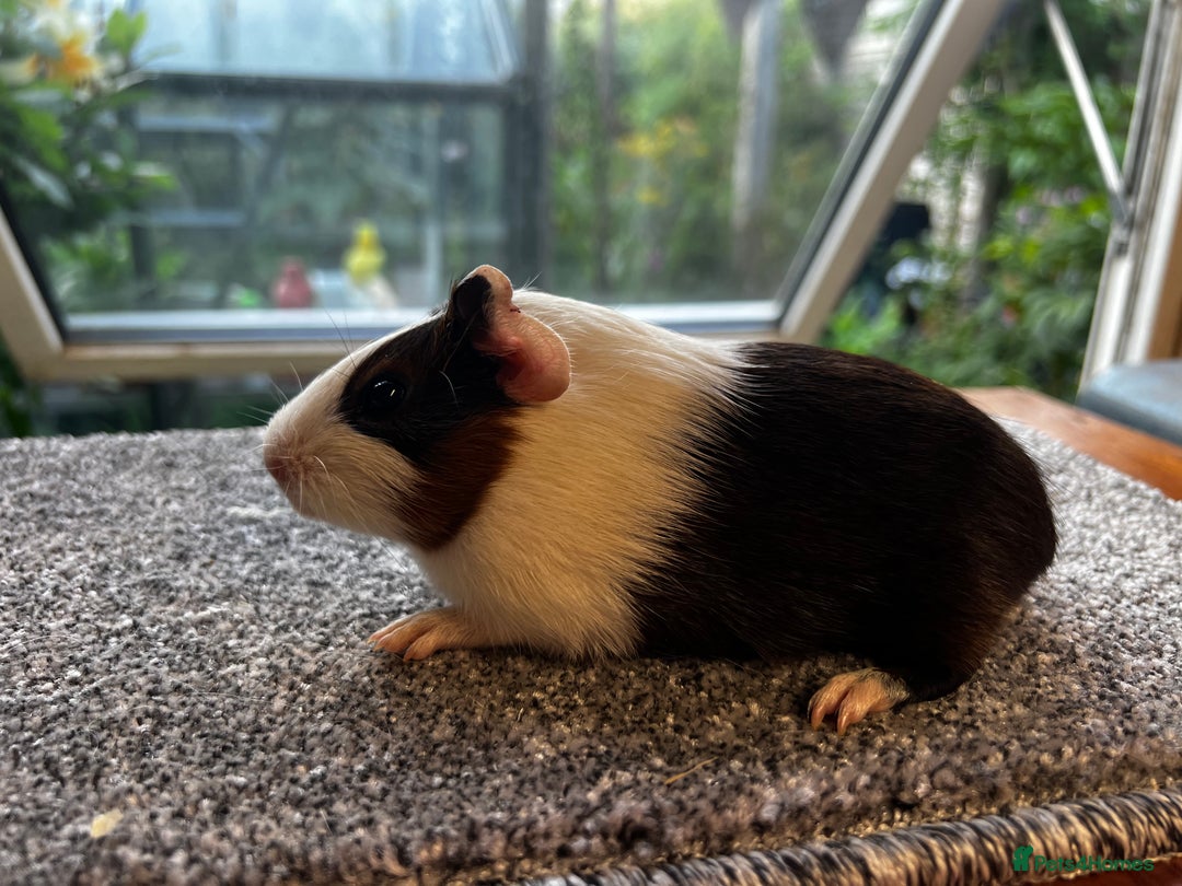 Guinea Pig rodents for sale: Dutch Sows/girls - Image 26