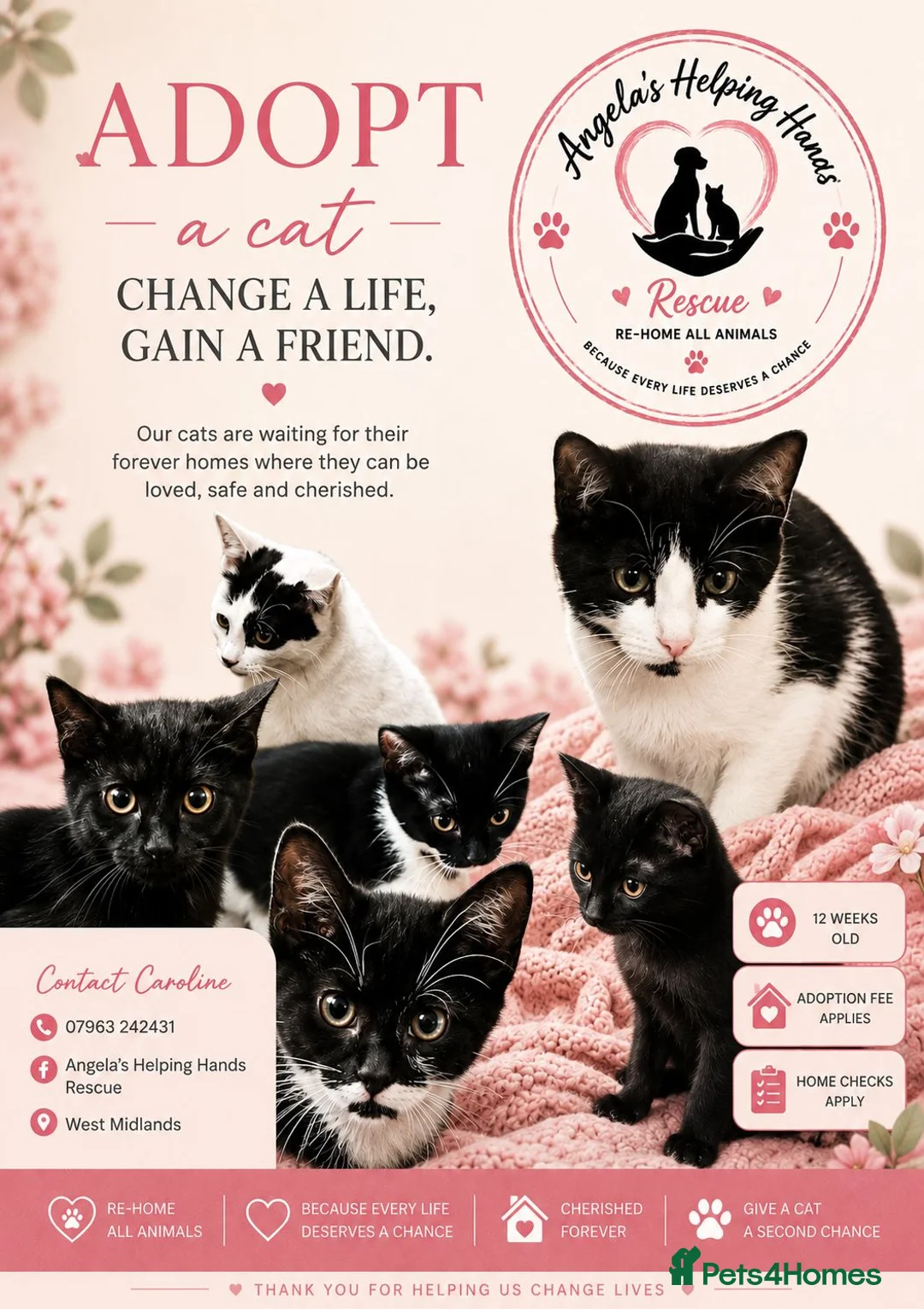 Mixed Breed cats for adoption: Rescue Kittens  - Advert 3