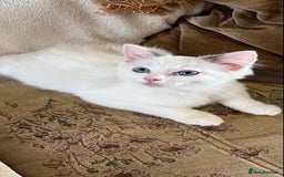 Ragdoll cats for sale: Beautiful Ragdoll kittens  - Image 11