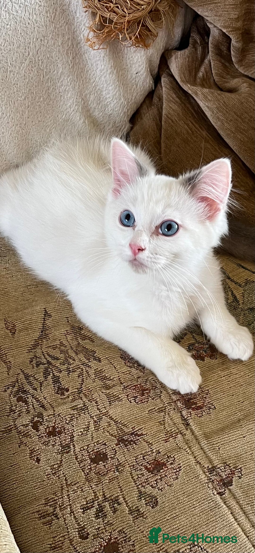 Ragdoll cats for sale: Beautiful Ragdoll kittens  - Image 11