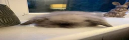 Mini Lion Lop rabbits for sale: Fluffy mini lion lop baby bunny rabbits  - Advert 7