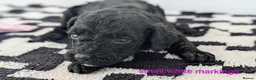 Cavapoochon dogs for sale: PRA Clear genetically DNA Tested Cavapoochons in Towcester - Advert 33