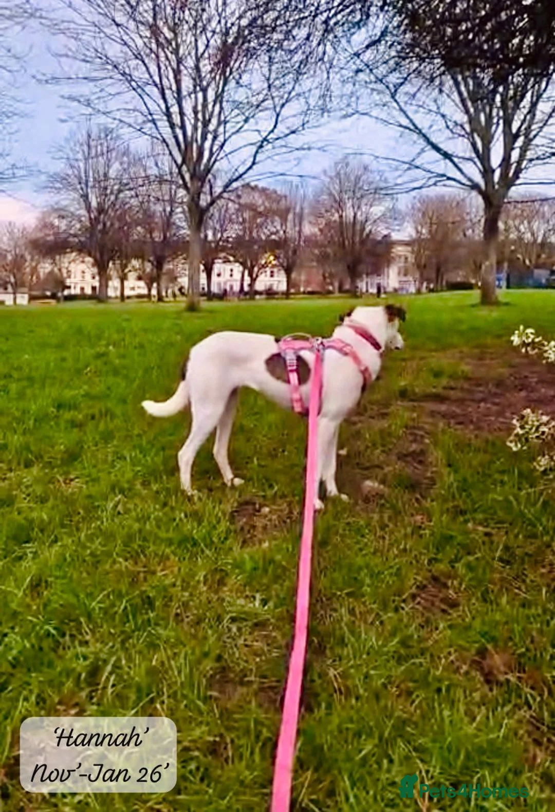 Mixed Breed dogs for adoption: Hannah, 2-3 yrs old. Available for adoption. - Advert 10