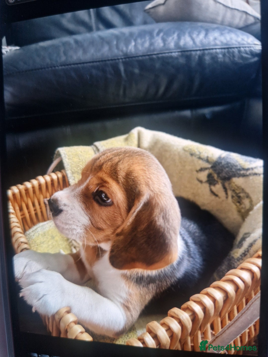 Beagle dogs for sale: (5th gen) pure pedigree beagle puppy - Image 14