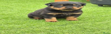 Rottweiler Puppy 3