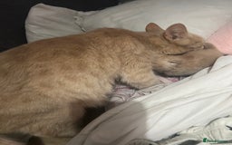Mixed Breed cats for sale: Mixed breed kitten - Image 3