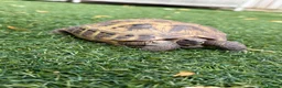 Tortoise reptiles for sale: Horsefield tortoise 2 years old female in Bolton - Advert 3