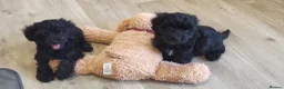 Yorkiepoo dogs for sale:  YORKIEPOOS PUPPIES  FROM LICENSED BREEDER.  - Advert 9