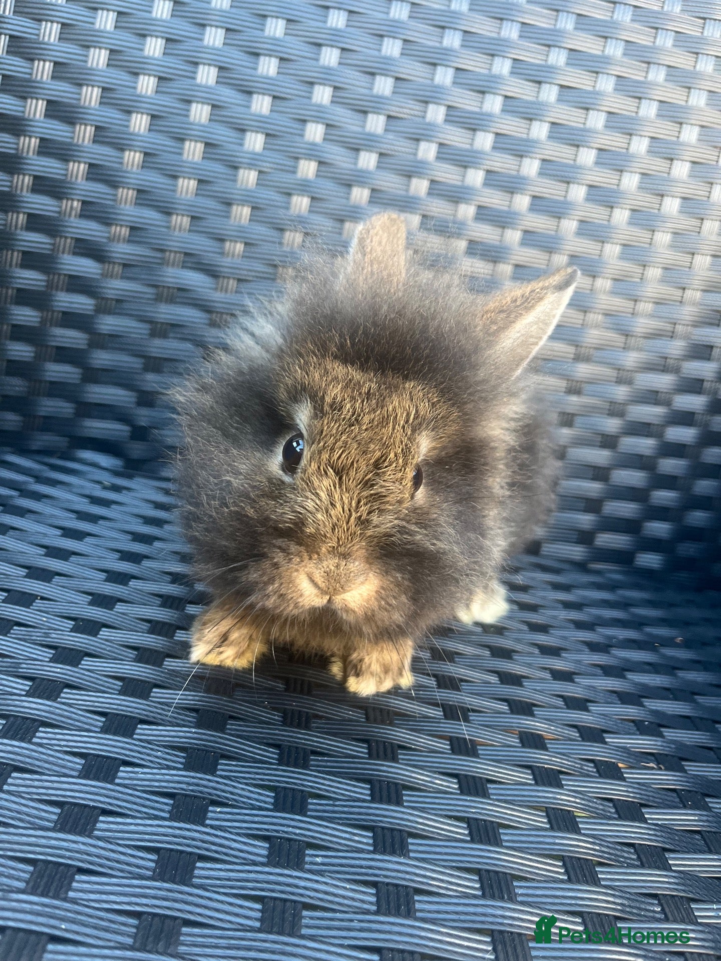 Mini Lion Lop rabbits Ready to go lionhead lops - Advert 16