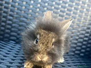 Mini Lion Lop rabbits Ready to go lionhead lops - Advert 16