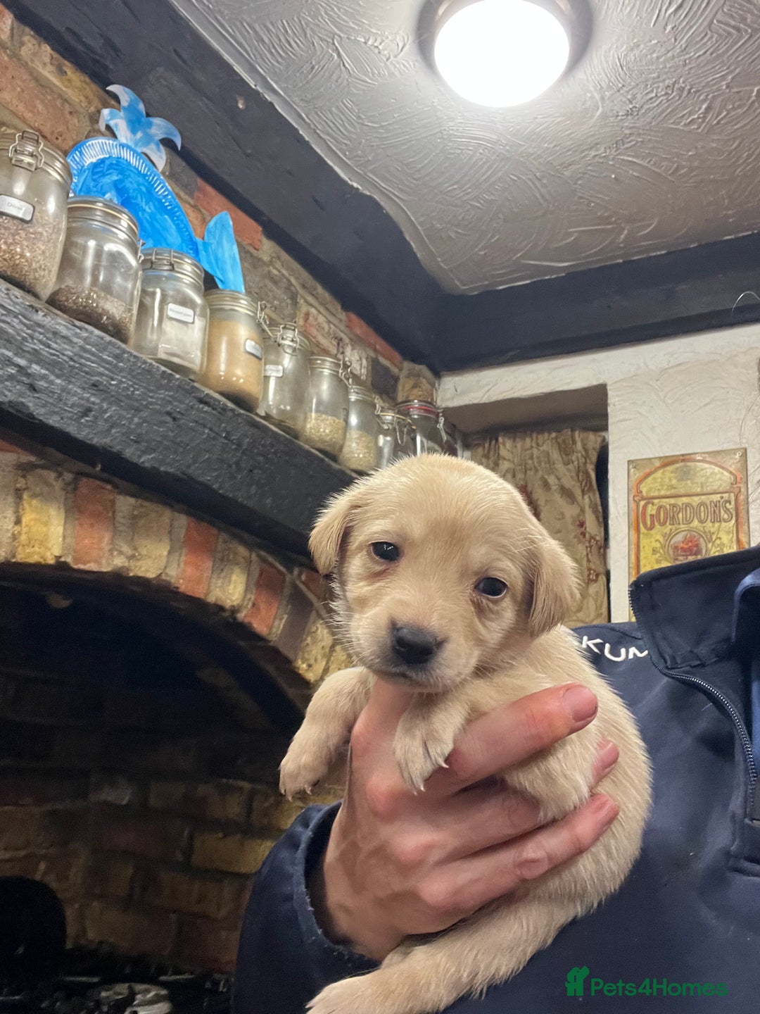 Labrador Retriever dogs for sale: Adorable Labrador puppies  - Advert 7