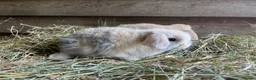 Mini Lop rabbits for sale: Gorgeous pure Mini lops  - Advert 11