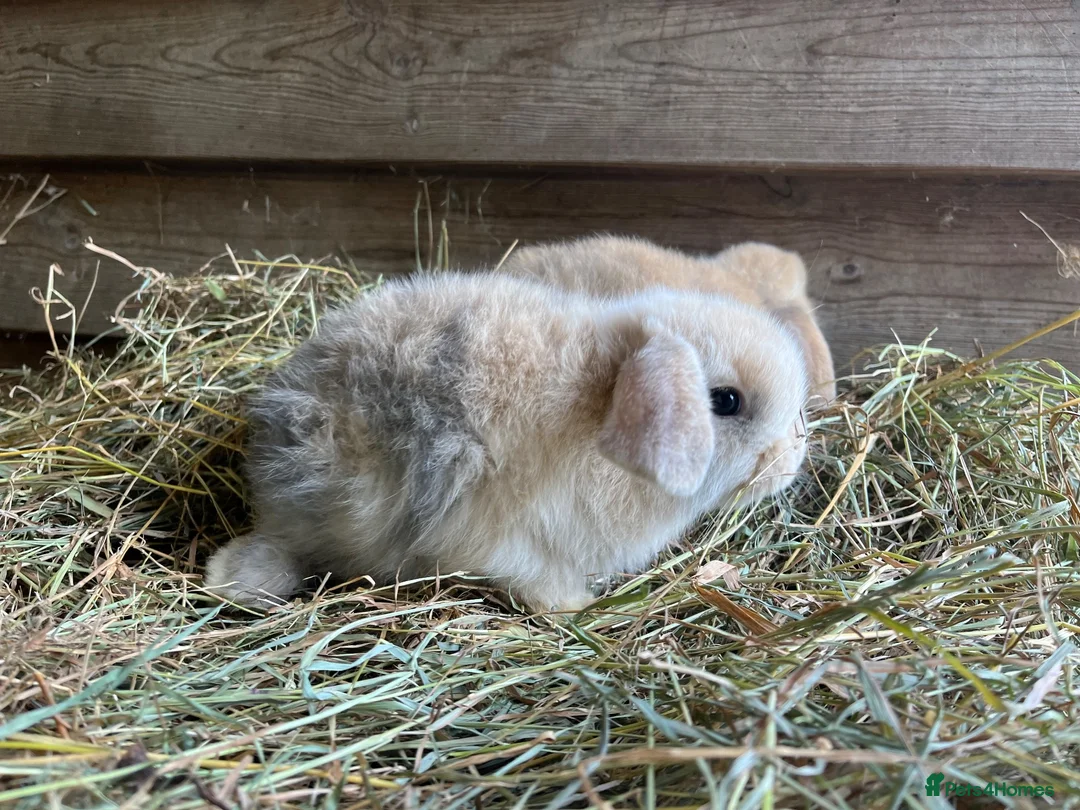 Mini Lop rabbits for sale: Gorgeous pure Mini lops  - Advert 11
