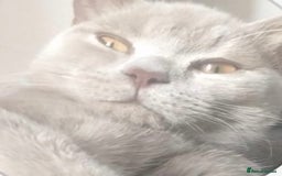 British Shorthair cats for sale: Two BHS kitten for sale - Image 1