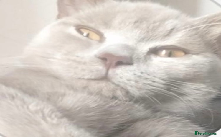 British Shorthair cats - Advert 1