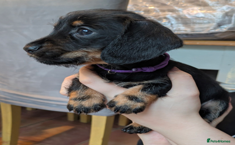 Miniature Dachshund dogs - Advert 16