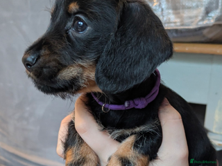 Miniature Dachshund dogs - Advert 6