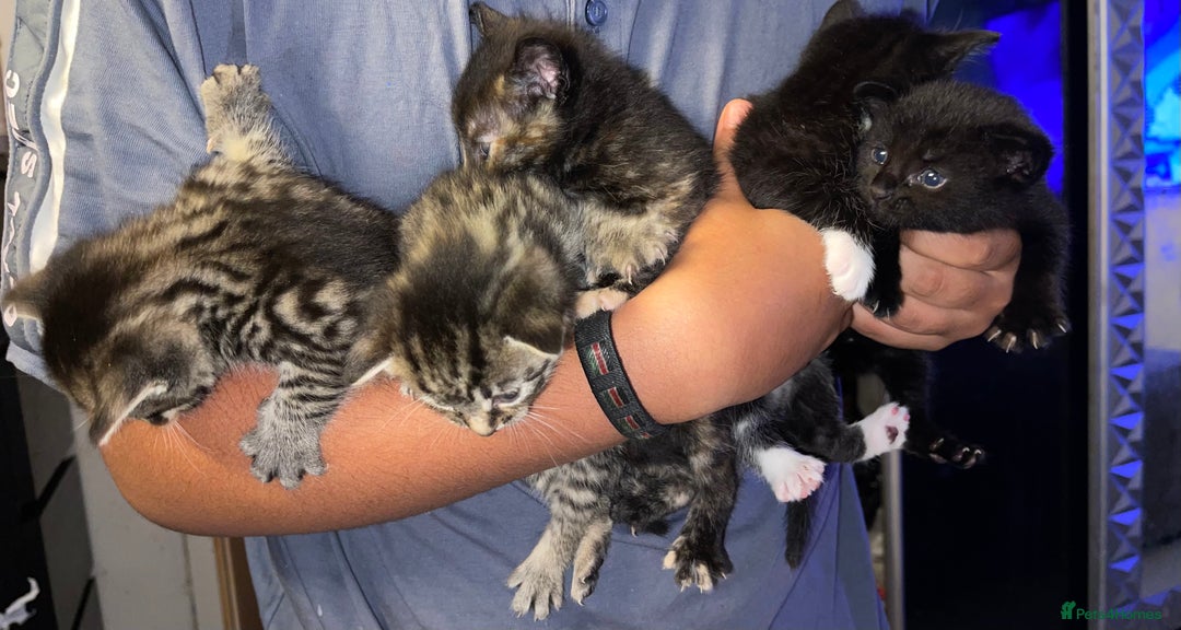 British Longhair cats for sale: 5 Adorable Kittens. Playful & Cute - Image 3