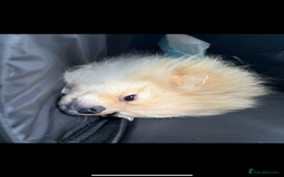 Pomeranian dogs for sale: Pomeranian  - Advert 5