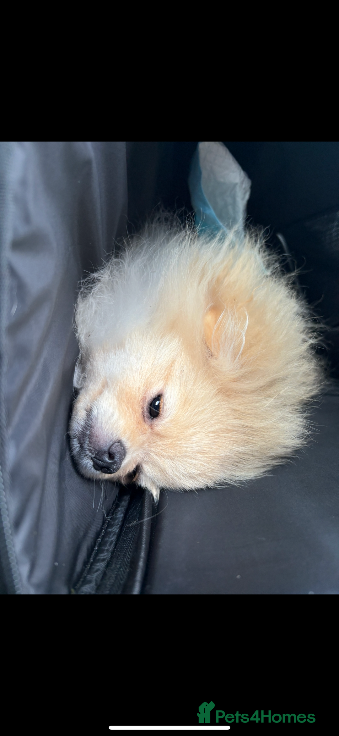 Pomeranian dogs for sale: Pomeranian  - Advert 5