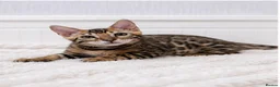 Bengal cats for sale: 🐆Adorable bengal kitten 🐆 - Advert 3