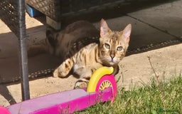 Bengal cats for sale: Bengal female  - Image 3