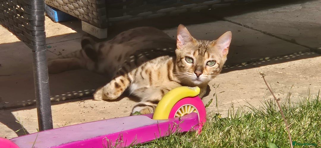 Bengal cats for sale: Bengal female  - Image 3
