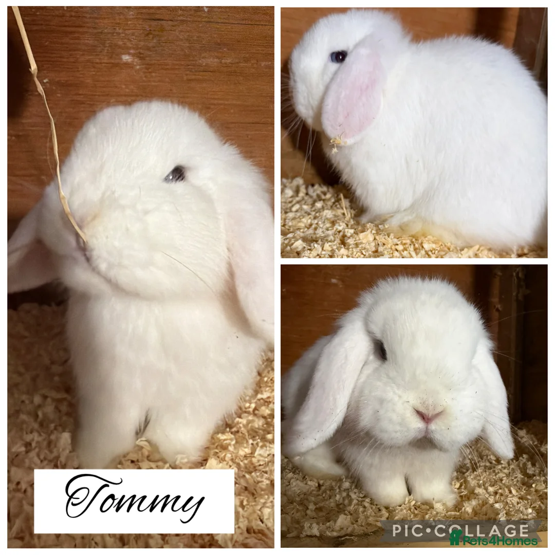Mini Lop rabbits for sale: Pure bred mini lops  - Advert 2