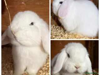 Mini Lop rabbits Pure bred mini lops - Advert 18