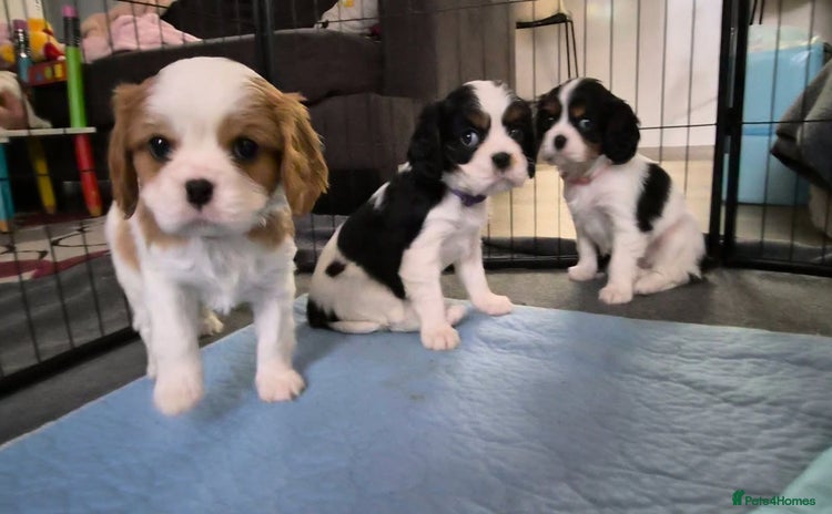 Cavalier King Charles Spaniel dogs - Advert 3