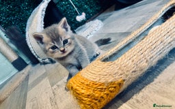 British Shorthair cats for sale: British shorthair kittens  - Image 1